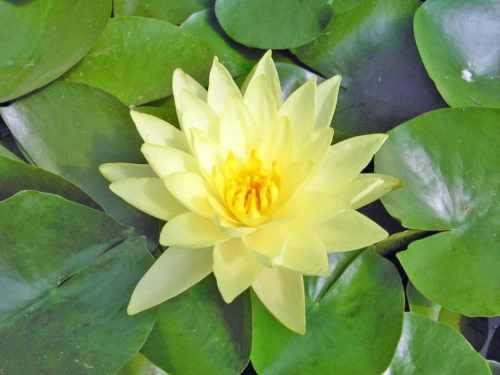 Seerose Chromatella - Nymphaea Chromatella